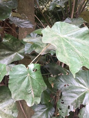 Pterospermum acerifolium