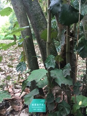 Pterospermum acerifolium