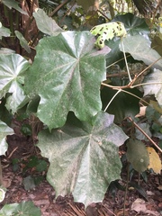 Pterospermum acerifolium