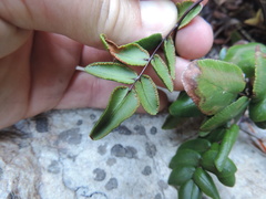 Pellaea pteroides