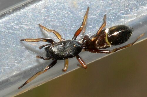 Leptorchestes berolinensis