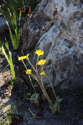 Image of Peninsula Firedaisy (Capelio tabularis) by (c) Tony Rebelo, some rights reserved (CC BY-SA)