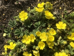 Potentilla incana