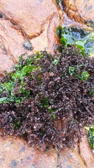 Gelidium pristoides