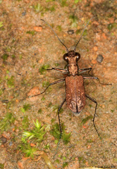 Cylindera holosericea