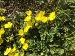 Potentilla incana