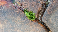Ulva rigida