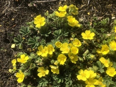 Potentilla incana