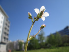 Saxifraga granulata