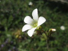 Saxifraga granulata