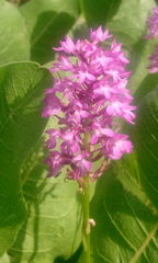 Anacamptis pyramidalis pyramidalis