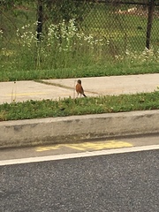 Turdus migratorius