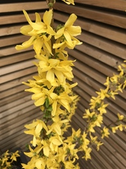 Forsythia × intermedia