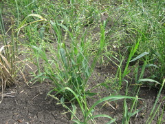 Panicum miliaceum ruderale