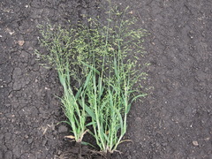 Panicum miliaceum ruderale