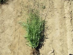 Panicum miliaceum ruderale