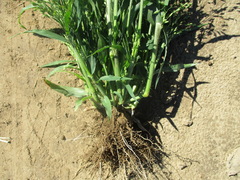 Panicum miliaceum ruderale