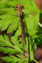 Argia sedula