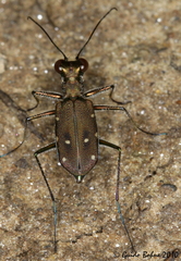 Cylindera discreta