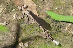 Argia funebris