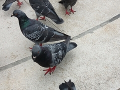 Columba livia domestica