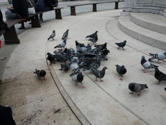 Columba livia domestica