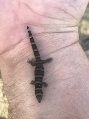 Sphaerodactylus nigropunctatus strategus