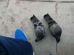 Columba livia domestica