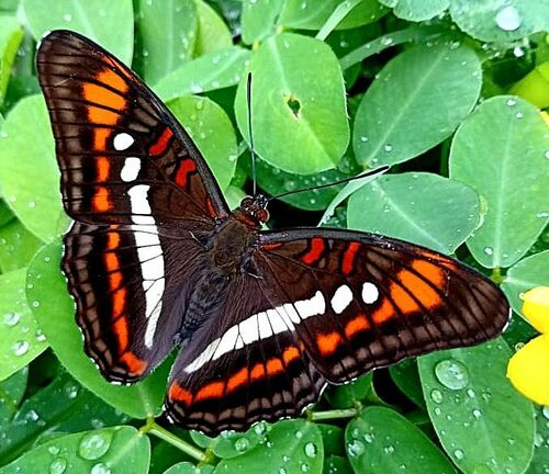 Dentate Sister (Adelpha seriphia) · iNaturalist