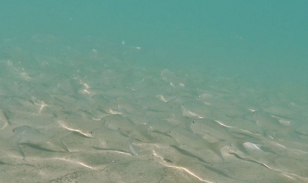Pacific threadfin