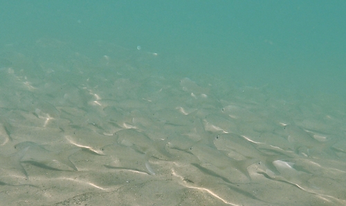 Pacific threadfin