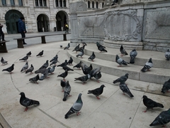 Columba livia domestica