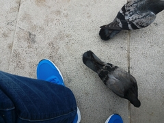 Columba livia domestica
