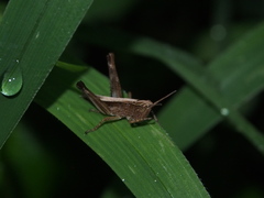 Phlaeoba antennata
