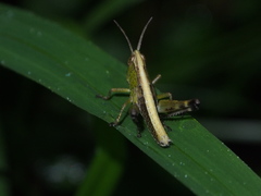 Phlaeoba antennata