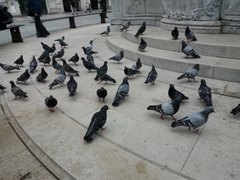 Columba livia domestica