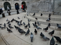 Columba livia domestica