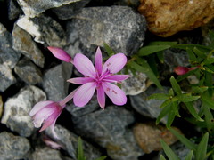 Chamaenerion fleischeri