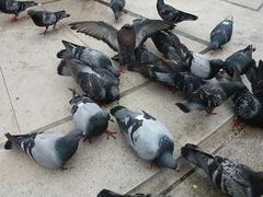 Columba livia domestica