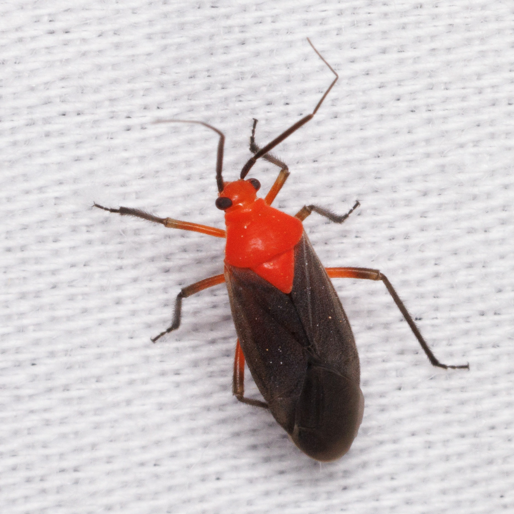 Prepops atripennis