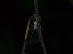 Hygropoda