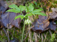 Cardamine enneaphyllos