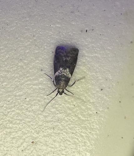 Salebriaria fasciata photo 4