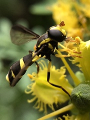 Xanthogramma marginale