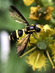 Xanthogramma marginale