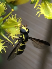 Xanthogramma marginale