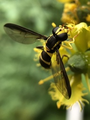 Xanthogramma marginale