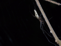 Tetragnatha mandibulata