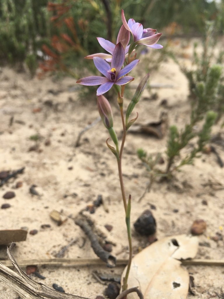 Thelymitra azurea