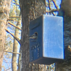 Ficedula hypoleuca